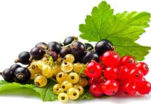 Las GROSELLAS – Plantas Curativas Beneficios de las Grosellas