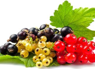 Las GROSELLAS – Plantas Curativas Beneficios de las Grosellas