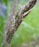 Pasto miel: Descubre los beneficios y usos de esta planta en la medicina natural