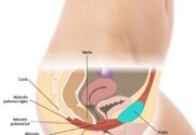 El Suelo Pélvico – ¿Qué es, Cómo Contraerlo? Factores que Debilitan los Músculos Pélvicos suelo pelvico