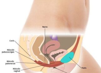 El Suelo Pélvico – ¿Qué es, Cómo Contraerlo? Factores que Debilitan los Músculos Pélvicos suelo pelvico