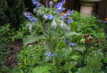 Aceite de borraja para eliminar el dolor menstrual