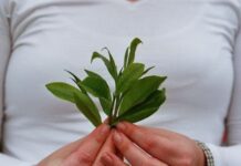 Adelgazar con la fitoterapia planta medicinal para adelgazar