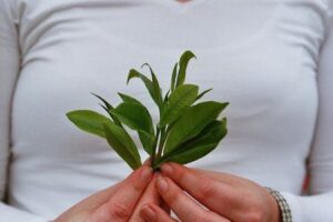 planta medicinal para adelgazar