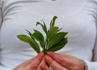 Adelgazar con la fitoterapia planta medicinal para adelgazar