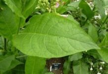 El comercio de las semillas de tabaco