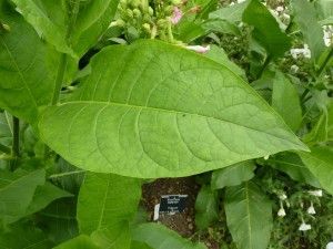 El comercio de las semillas de tabaco
