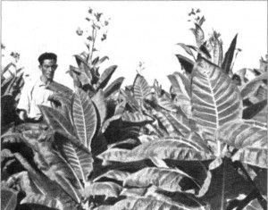 El tabaco en el siglo XX