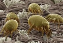 Alergia a los ácaros del polvo