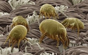 Alergia a los ácaros del polvo