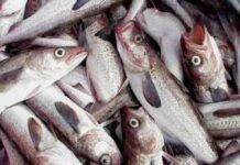Casos de alergia al Anisakis