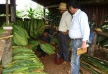 Exportación del tabaco negro de Paraguay