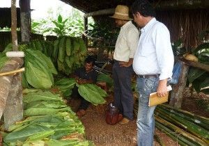 Exportación del tabaco negro de Paraguay