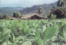 La planta de tabaco y su composición