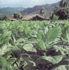 La planta de tabaco y su composición