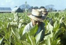 Origen del tabaco