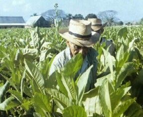 Origen del tabaco