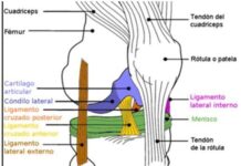 Análisis biomecánico de la articulacion femoro-patelar durante el esgrima el fondo