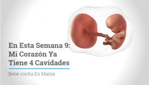 9 semanas de embarazo