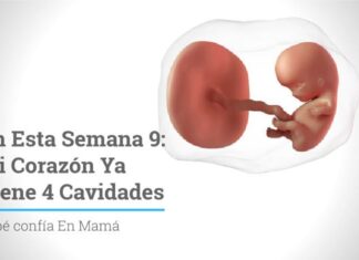 NOVENA Semana de EMBARAZO – corazón «humano» en tu bebé 9 semanas de embarazo