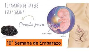 Decima Semana de Embarazo