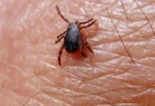 Evitar las Garrapatas