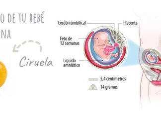 12ª Semana de EMBARAZO ¡Fin del Primer Trimestre! Semana 12 de Embarazo