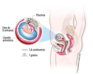 Semana 8 de Embarazo