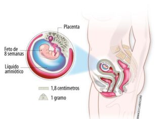 OCTAVA Semana de Embarazo – de embrión a feto Semana 8 de Embarazo
