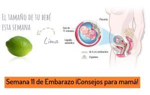 semana 11 de embarazo