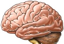 El Poder de la Mente