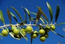Se descubre un potencial terapeútico en un ácido originario del olivo