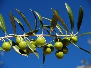 Se descubre un potencial terapeútico en un ácido originario del olivo