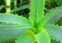 Propiedades del Aloe Vera