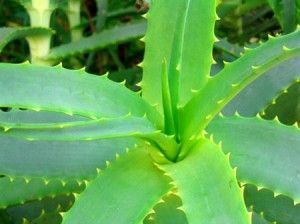 Propiedades del Aloe Vera