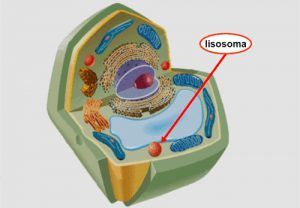 Enfermedades raras: las mucopolisacaridosis