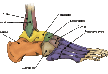 Partes del cuerpo fáciles de lesionar