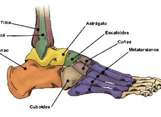 Partes del cuerpo fáciles de lesionar
