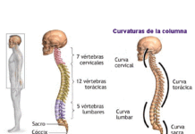 Las vértebras