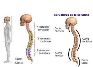 Las vértebras