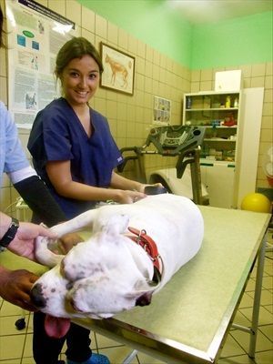 Fisioterapia para mascotas