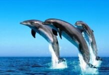 Fisioterapia con delfines