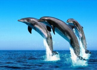 Fisioterapia con delfines