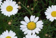 Trucos para sobrellevar la Menopausia