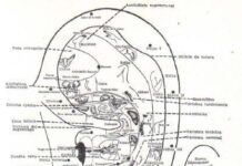 La auriculoterapia