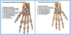 Articulaciones de la Mano