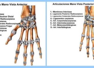 Articulaciones de la MANO Articulaciones de la Mano