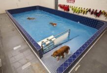 Tratamiento fisioterapéutico para animales de compañía