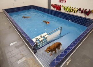 Tratamiento fisioterapéutico para animales de compañía