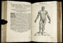 Sinopsis de anatomía humana
